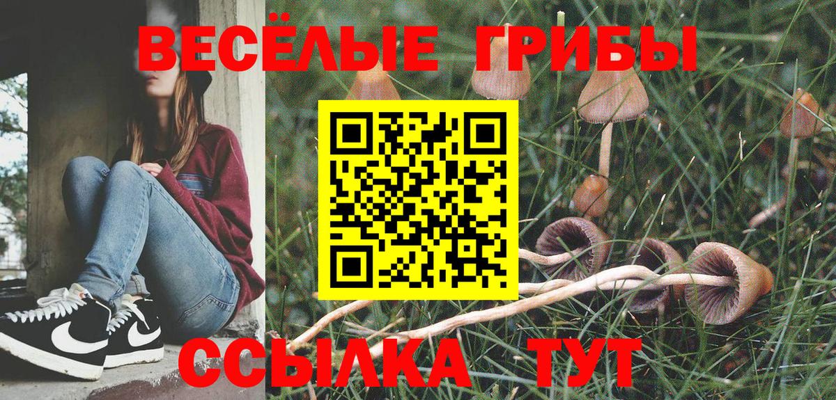 Владимир  что такое   Вход с VPN  Псилоцибиновые грибы Psilocybe 
